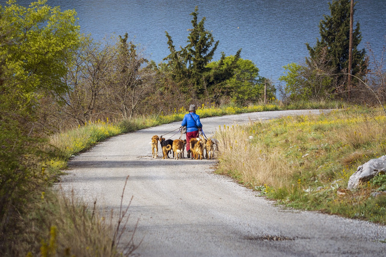 Tips for Safe Pet Transportation During Emergencies